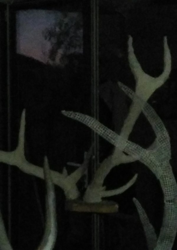 Goulven Delisle - Faune - photo d’atelier 2023 © Goulven Delisle